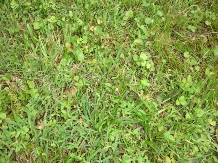 Ultimate Frisbee Field Conditions